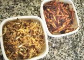 Macaroni With Anchovies